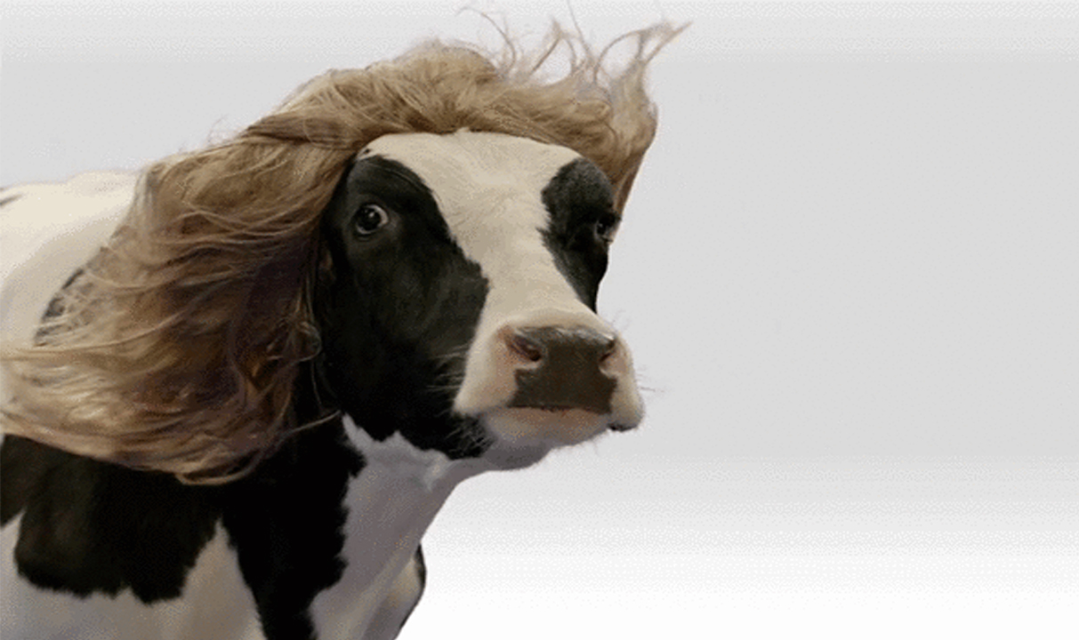 Корова с волосами