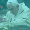 Parrott Talk-The Shadow Of Pope Benedict XVI Looms Over Pope Francis.