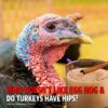 Free Farm Friday MCS 2264: Egg Nog & Turkey Hips!